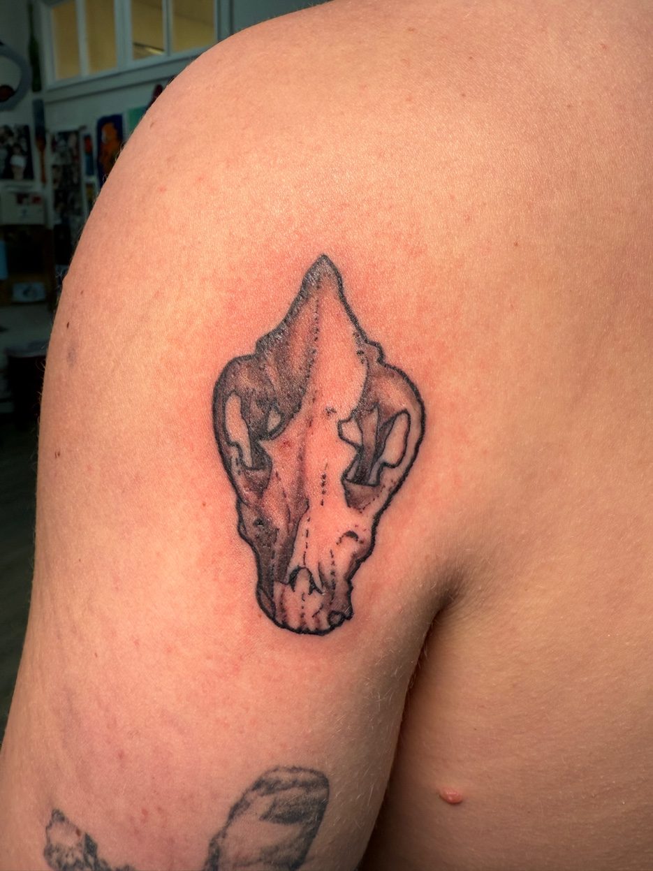 Animal skull black and grey tattoo on shoulder — Cade Bennett, AK Tattoo Anchorage AK